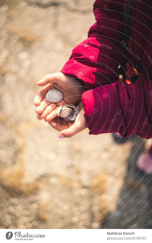 Shell in the hand Mussel seashells Mussel shell Child children's hands Beach North Sea Ocean coast Sand Vacation & Travel Summer Relaxation Summer vacation