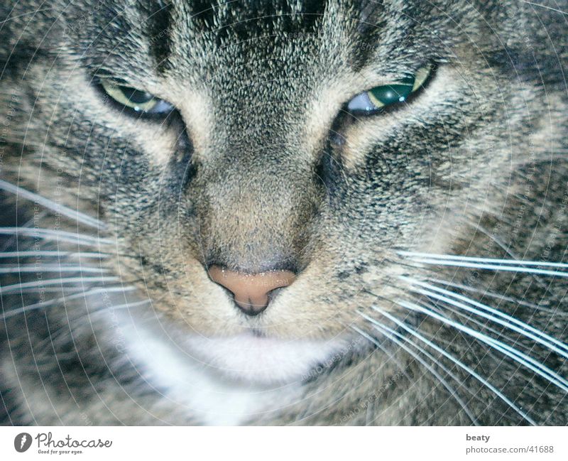 cat's eyes Cat Eyes Animal face Cat's head Mysterious Pet Cat eyes