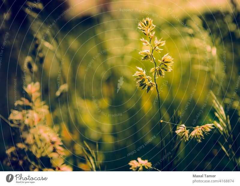 Gramineae herbs in the Meadow background field flora gramineae grass herbaceous lawn light meadow natural nature plant poaceae season spring summer sun sunrise