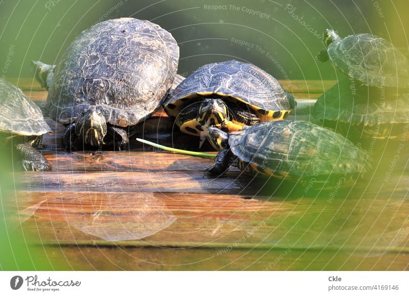 Turtles on water bank Water reptiles Shell group fellowship Nature Animal Exterior shot Wild animal world Reptiles Close-up Living thing fauna Small Environment