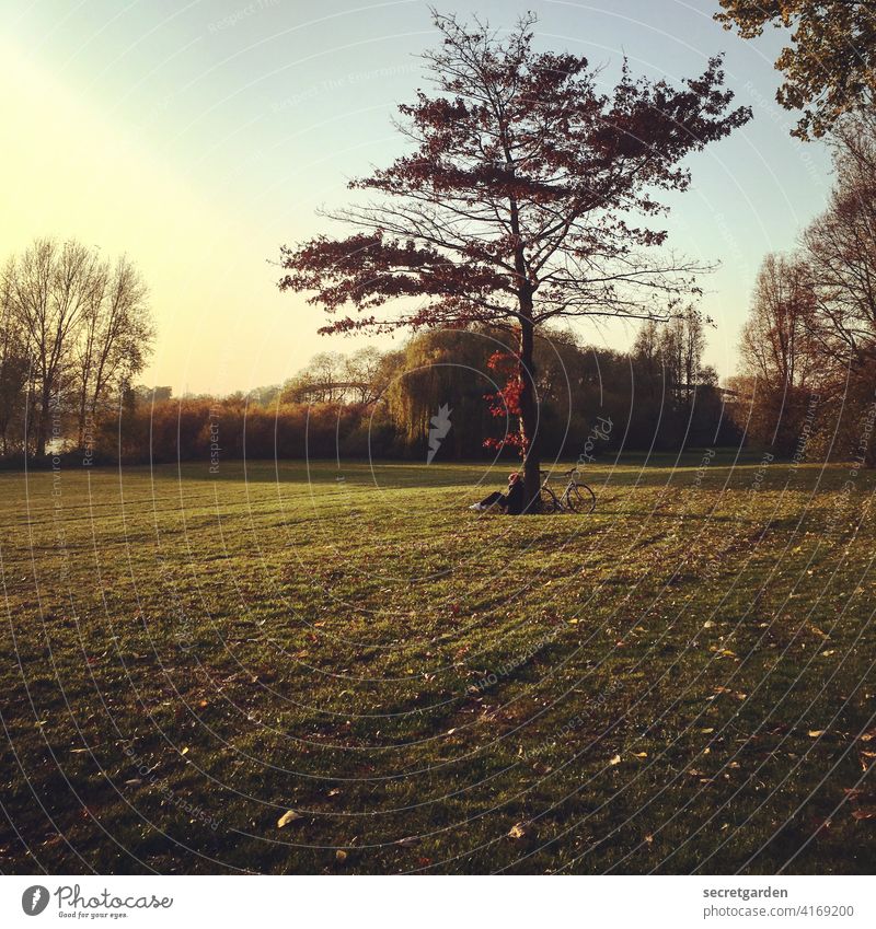 golden favorite Tree Meadow on one's own Bicycle Sunset To enjoy warm Closing time Autumnal Autumn leaves Red Yellow Green Autumnal colours Nature Loneliness