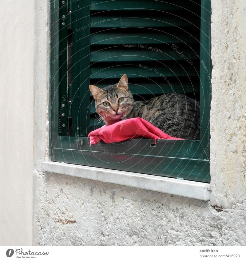 Lisbon cat Town House (Residential Structure) Wall (barrier) Wall (building) Facade Window Window board Window frame Windowsill Window seat Venetian blinds