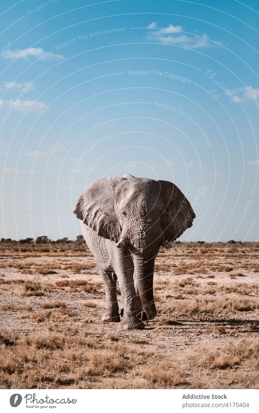 Wild elephant walking in savanna african elephant group savannah gray animal wildlife habitat environment natural nature creature big fauna mammal calm specie