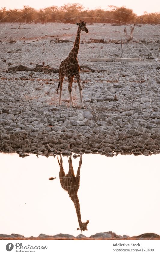 Wild giraffe in savanna at sunset animal wildlife savannah tall lake reflection pond nature evening calm scenic water dry environment creature specie dusk