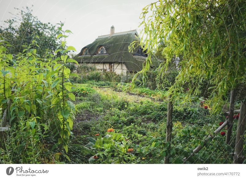 Fischland House (Residential Structure) Building Window Roof trees Village idyll Mecklenburg-Western Pomerania Sunlight Environment Calm Peaceful Private sphere