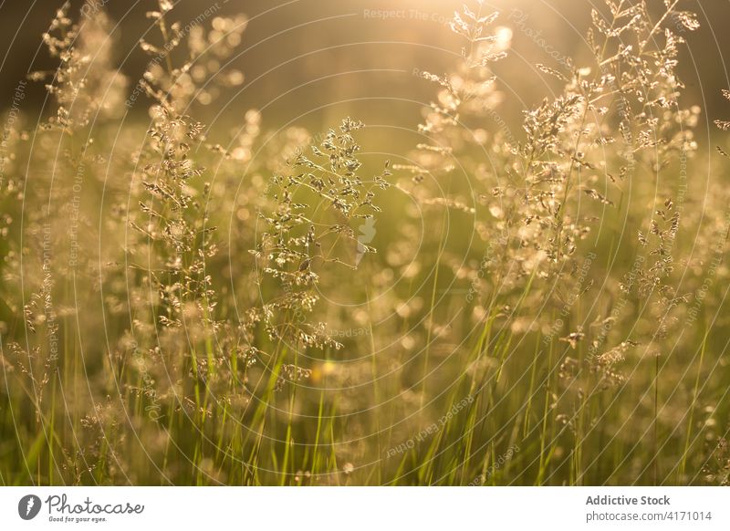 Wild Grass In Bloom In Warm Sunset Light grass green spring lanscape nature natural pasture sunset sunlight silhouette silhouettes golden blur wild sunny mist