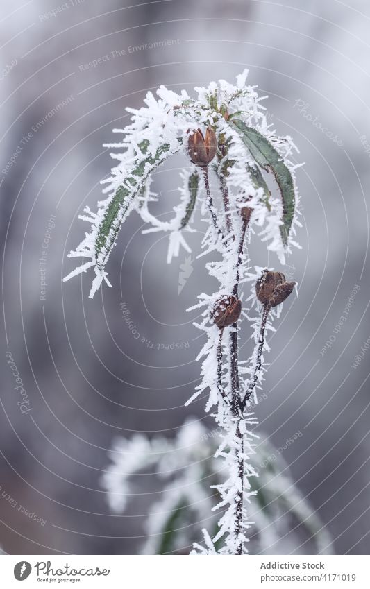 Frozen rockroses in a mysterious oak forest in a foggy day in winter. wild outdoors adventure nature natural travel tourism zamora spain spanish reflection blue