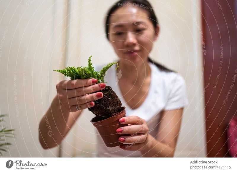 Young ethnic woman planting green houseplants decorative transplant potted fern seeding soil care flora asian young lifestyle organic at home cheerful positive