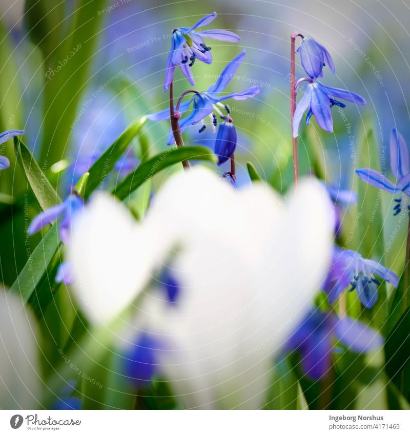 Blue scilla in focus and blurred white crocus in foreground Flower flowers Crocus White green Shallow depth of field Depth of field depth blur Spring