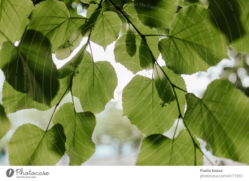 Tília leaves against the sky tilia linden linden tree Leaf Nature Spring Green Tree Sky Fresh Deserted Colour photo Exterior shot spring Beautiful weather