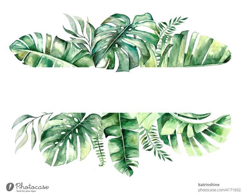 Watercolor tropical leaves frame illustration watercolor green wreath Drawing monstera palm banana fern foliage geometric Botanical Leaf Round Hand drawn