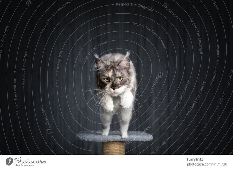 white tortie maine coon cat jumping off scratching post one animal fur feline fluffy purebred cat longhair cat tortoiseshell cat calico studio shot copy space