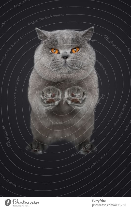 low angle view of big british shorthair cat looking at camera one animal fur feline fluffy purebred cat breeding cat gray blue studio shot bottom view