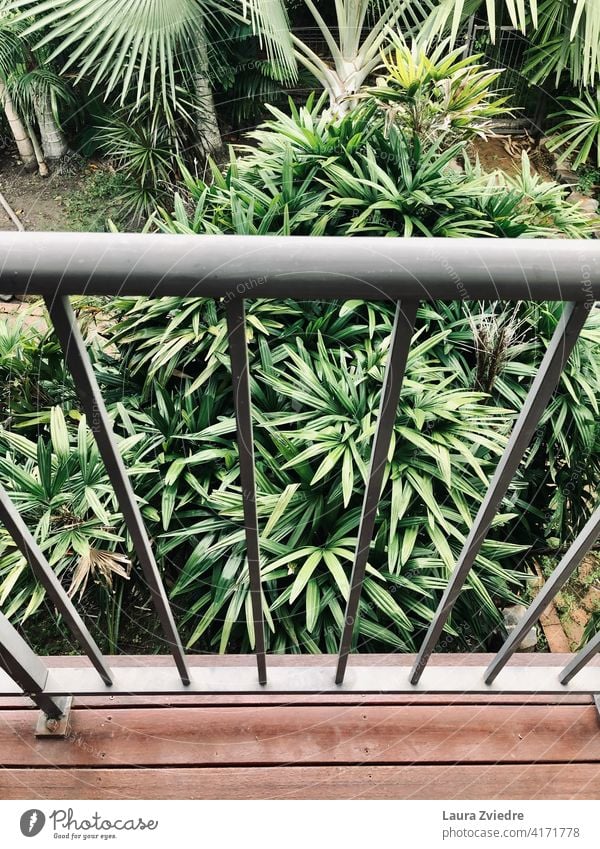 Balcony in the tropics Summer Terrace Green plants Palm tree green Garden Tropical tropical climate natural Nature leaf exotic jungle palm flora botanical