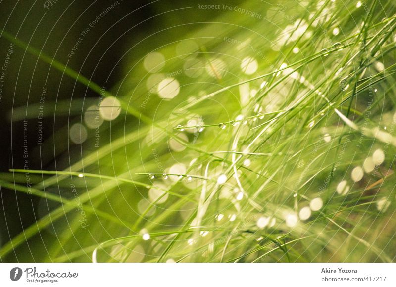 little diamonds Nature Grass Meadow Glittering Fresh Wet Green Black White Optimism Together Idyll Rainwater Drops of water Colour photo Exterior shot Detail