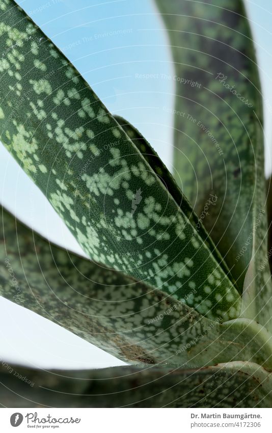 Gasteria sp. from South Africa Gasteria brachyphylla Plant succulent water storing double-spaced Close-up Nature Detail Green Leaf Colour photo asphodels