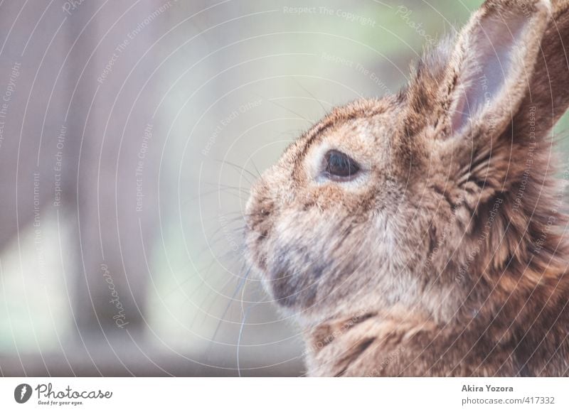 breathing air Animal Pet Animal face 1 Breathe Observe Discover Cuddly Cute Soft Brown Gray Green Orange Black White Attentive Nature Hare & Rabbit & Bunny Pelt