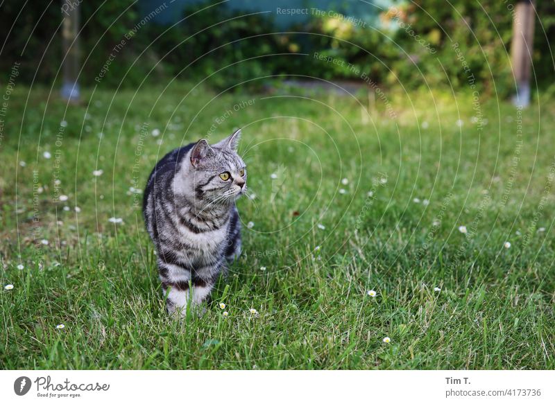 a cat stands undecided in the grass Cat Meadow Grass Green Nature Garden Lawn Outdoors purebred cat Pelt One animal Longhaired cat Looking pets sunny plants