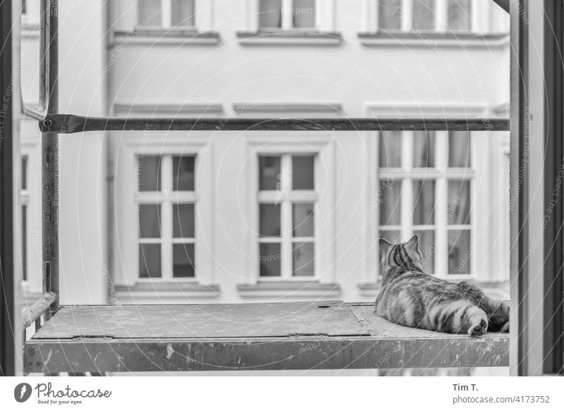 in a backyard a cat lies on the armor Cat Backyard Berlin Outdoors Front or backyard feline Pelt purebred cat One animal pets Prenzlauer Berg Window