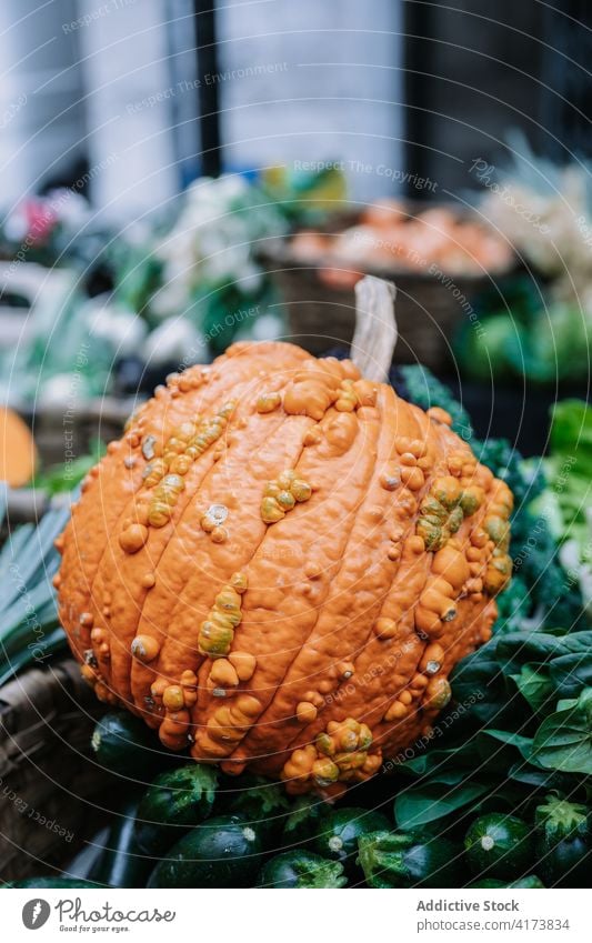 Warty pumpkin on agricultural market warty vegetable fresh agriculture decorative season harvest natural orange organic food ripe vegetarian vegan ingredient