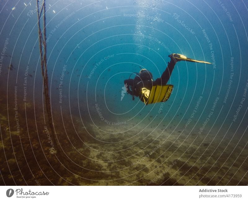 Diver swimming in deep ocean among aquatic vegetation underwater fish nature sea colorful background blue environment tropical adventure scuba dive vacation