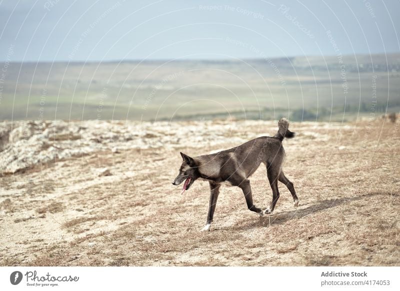 Dog on hill in mountains dog animal stray homeless meadow sunny highland pet nature mammal canine brown daytime sunlight freedom fur environment landscape grass