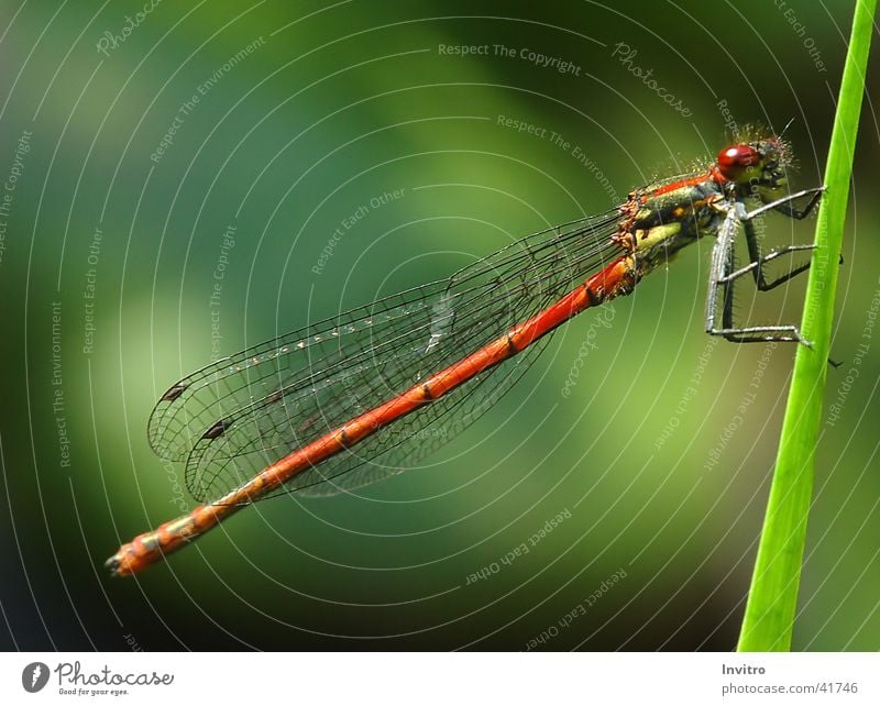 early red damselfly Insect Dragonfly Large red damselfly Blade of grass Macro (Extreme close-up) Wing