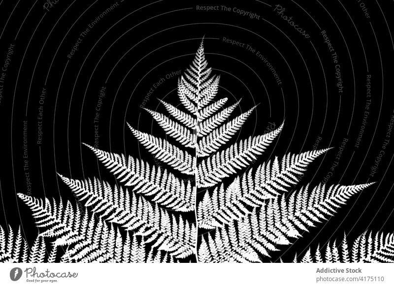 Fractal tree fern on black background growth wallpaper seasonal texture crowd natural jungle abstract floral nature forest tropical plant spring herbal foliage