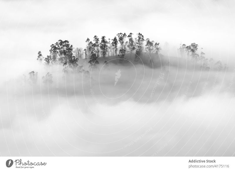 Trees on a hill in the mist sunlight sunbeam hike flora foggy travel sunrise morning haze wild park woodland old deep landscape nature fall leaves beauty scene