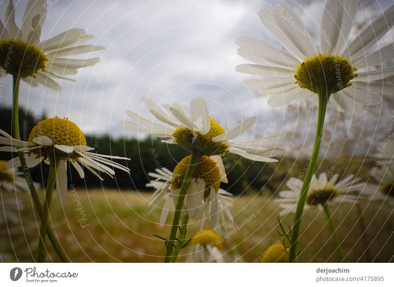 Blüten Sommer von unten. In ihrer ganzen Pracht. blume Colour photo natur blühen Nahaufnahme grün wachsen natürlich Detail Natur Pflanze Blätter weiß