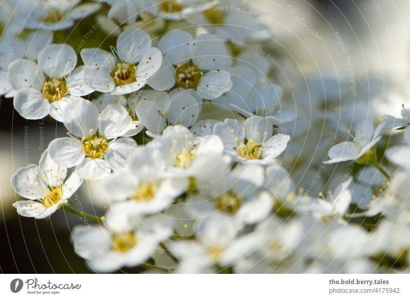 spirea Blossom shrub blooms White Nature Plant Spring Close-up Colour photo Blossoming Garden Exterior shot Shallow depth of field naturally Park spar bush