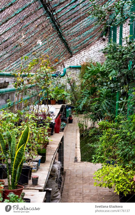 Greenhouse glasshouse sunny interior full of fresh green plants. Modern interior architecture design. Natural Indoor decorative plants. Lush botanical garden. Beautiful spring background.