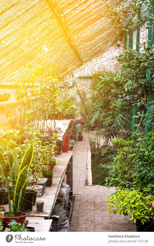 Greenhouse glasshouse sunny interior full of fresh green plants. Modern interior architecture design. Natural Indoor decorative plants. Lush botanical garden. Beautiful spring background.