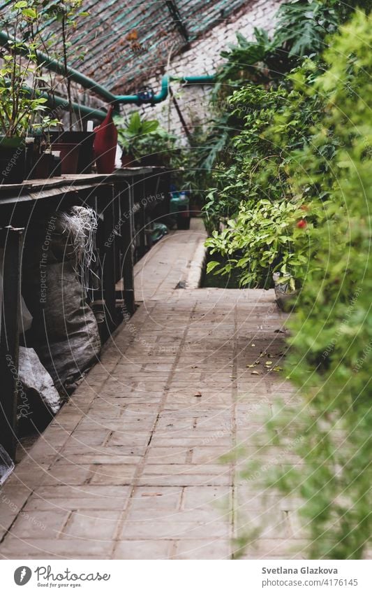 Greenhouse glasshouse sunny interior full of fresh green plants. Modern interior architecture design. Natural Indoor decorative plants. Lush botanical garden. Beautiful spring background.