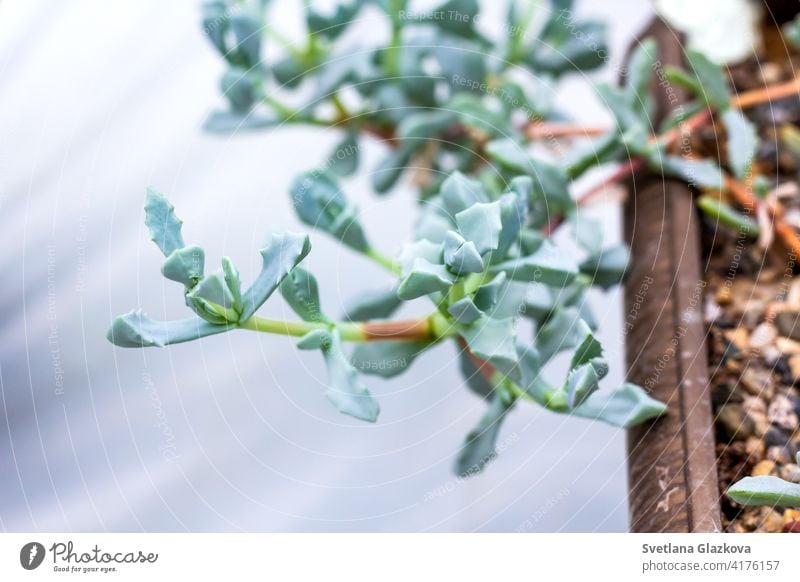 Beautiful cactus cacti succulent plants garden desert plant in greenhouse. flower banner background nature decor closeup decoration natural white floral home