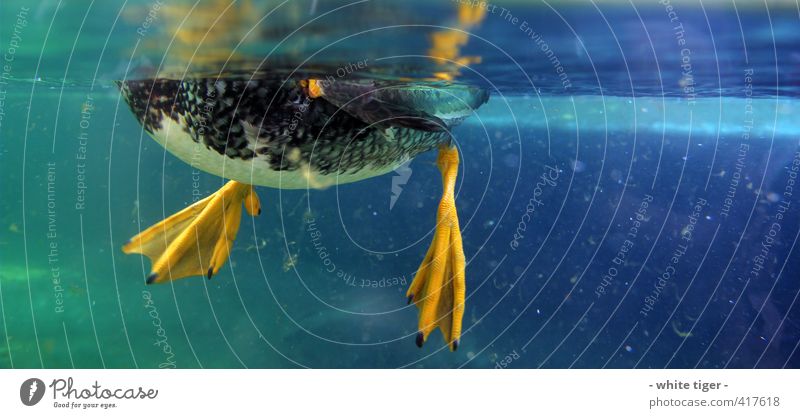 Duck under water Water Summer Animal Bird Wing 1 Swimming & Bathing Blue Yellow Green Algae Surface of water Colour photo Close-up Underwater photo Deserted