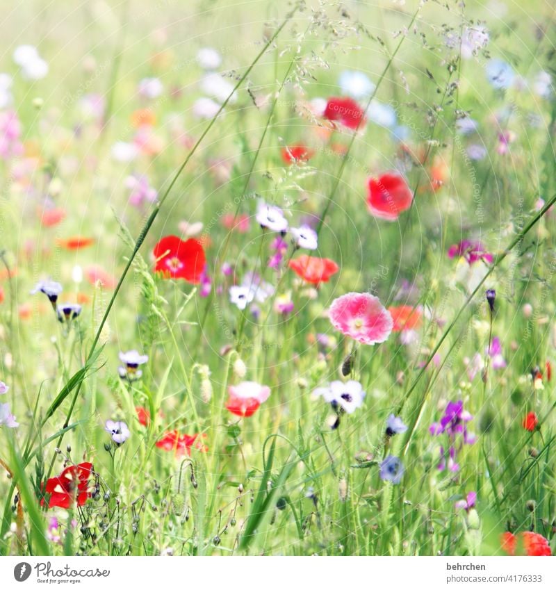 mo(h)ntagsblümchen Flower meadow flowers Field Summer Splendid luminescent Colour photo Red Poppy blossom Exterior shot Poppy field Green beautifully Sunlight