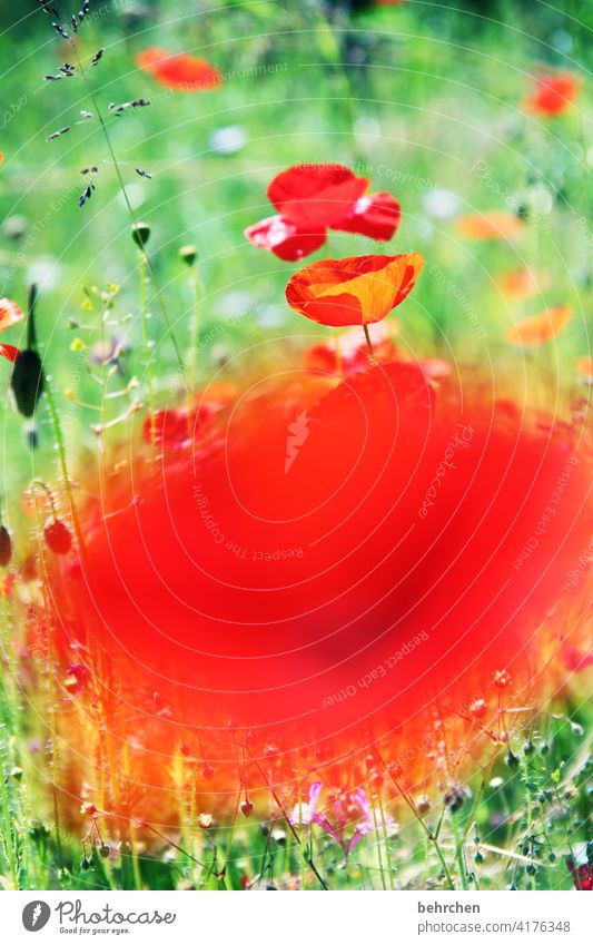 bam...mo(h)ntag banger Poppy field Colour photo Green Contrast Spring Summer Exterior shot Red Plant Nature beautifully Splendid luminescent Poppy blossom