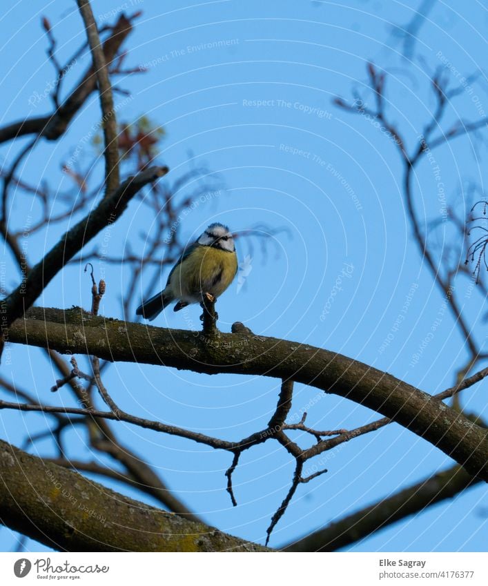 Blue tit in tree - blue background Bird Photography Tit mouse Exterior shot Animal portrait Colour photo Day Deserted Shallow depth of field Full-length