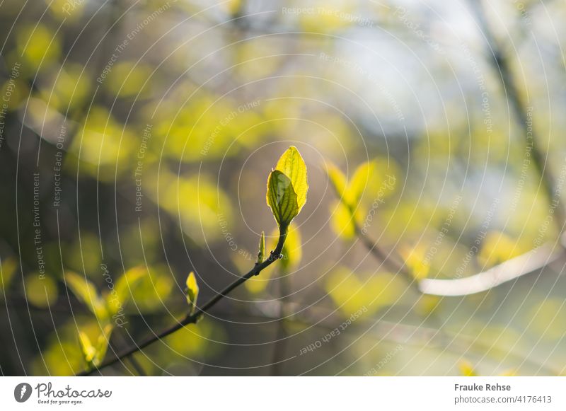 Light green pair of leaves in the morning sun in spring Spring new leaves Bright green Green Rachis Sunlight Leaf pair Fresh New early Nature Growth Renewal