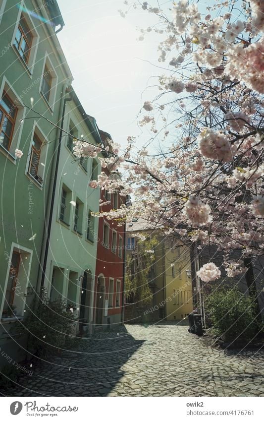 spring breeze tree blossom Lush Branch Twig Fruit garden Fruit trees Tree trunk Branched Leaf green Blossom leave Grown Maturing time White Blossoming Spring