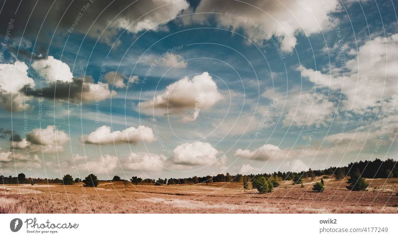 Lüneburg Heath Luneburg Heath Heathland Idyll Autumn Beautiful weather Bushes Horizon Clouds Sky Plant Landscape Nature Environment Freedom Far-off places Trip