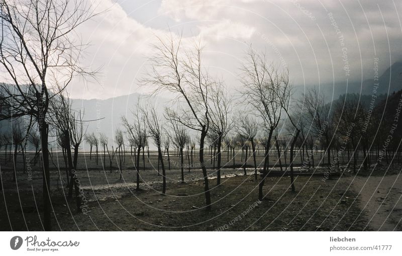 actually apple trees Tree Apple tree Nepal Mountain Valley