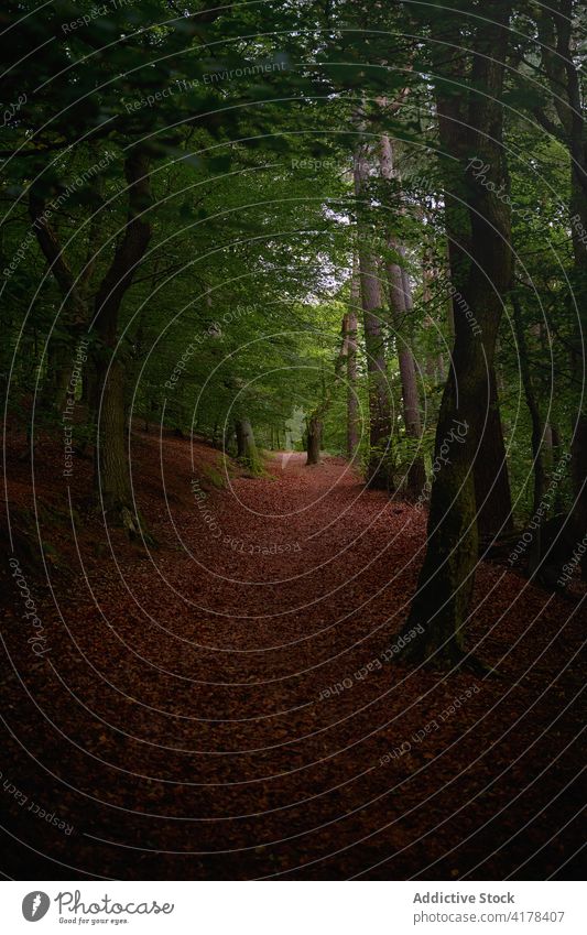 Path in dark green forest path mystery dramatic woods tree pathway woodland overcast scotland united kingdom uk picturesque scenery majestic gloomy spectacular