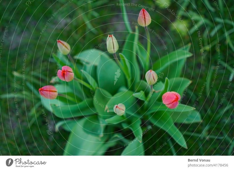 spring gauntlets Tulip Tulip blossom Growth Spring Green Red Fresh New Bird's-eye view plan Plant Flower Blossom Nature Blossoming Bouquet Leaf Spring fever