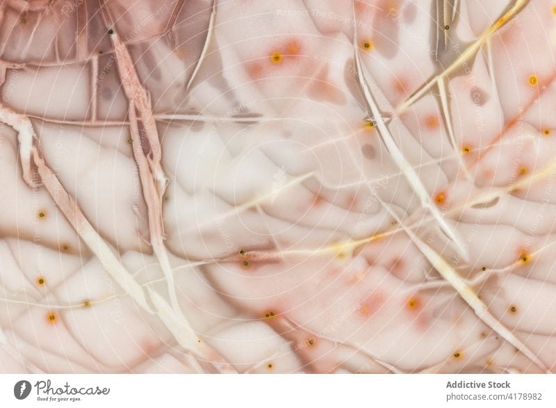 Macro photograph of patterns in a piece of jasper abstract chalcedony close-up closeup geological horizontal macro macrophotography mineral nature pink polished