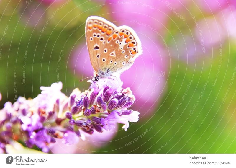 summer sun sunshine sunshine Warmth Summery Illuminate Bright lilac butterfly bush pink Delicate Small pretty Nature Plant Animal Spring Flower Blossom Garden