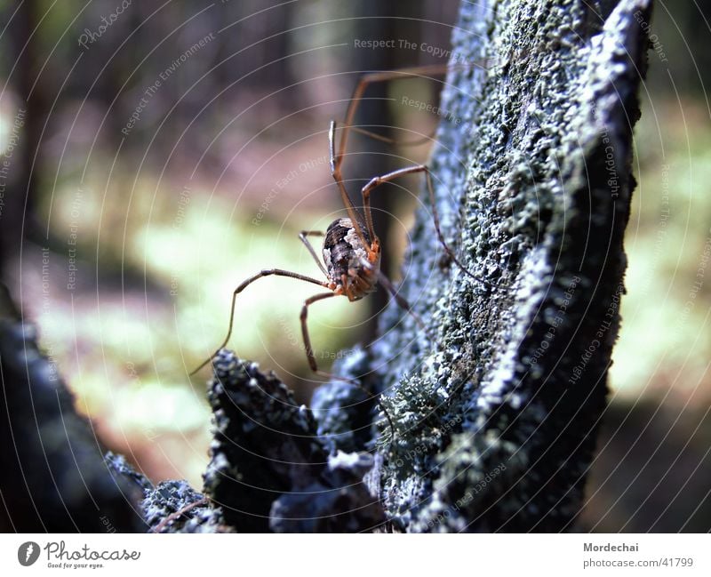 spider Spider Forest Insect Spider's web Nature