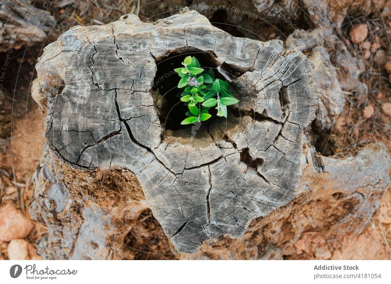 Plant growing on the trunk of an olive tree plants leaves rebirth growth new stem young future hope planting innovation leadership middle opportunity success