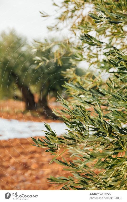 Mediterranean olive grove in winter oil branch olive tree mediterranean wintertime field sunset leaves leaf ecological organic countryside outdoors agricultural